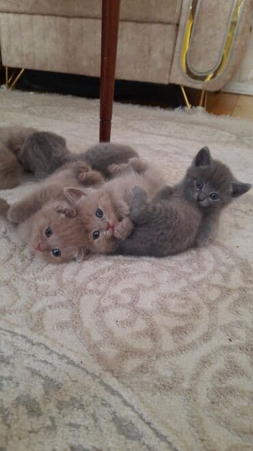 кот в добрые руки: Шотладская вислоухая, В добрые руки, Платная доставка — 3