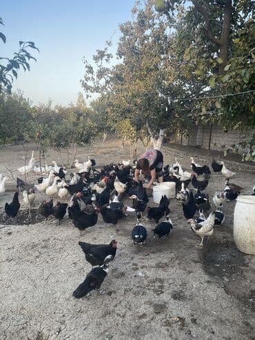 kuban ördek: Dişi, | Kuban, Lal ördək, Damazlıq, Ünvandan götürmə — 5