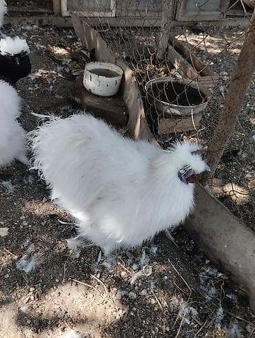 qefes: Toyuq, Damazlıq, Ödənişli çatdırılma, Ünvandan götürmə — 2