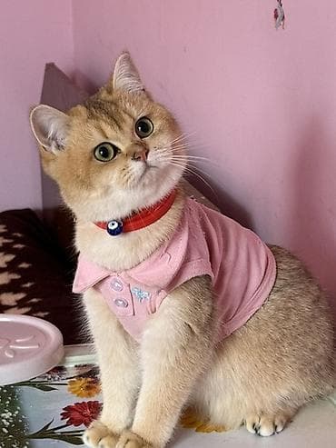 Britan, Dişi, Ödənişli çatdırılma — 2