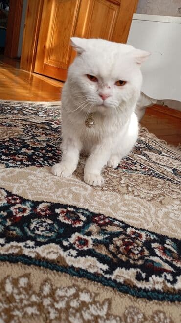 Heyvanlar üçün mallar: Şotland yastı qulaq — 5