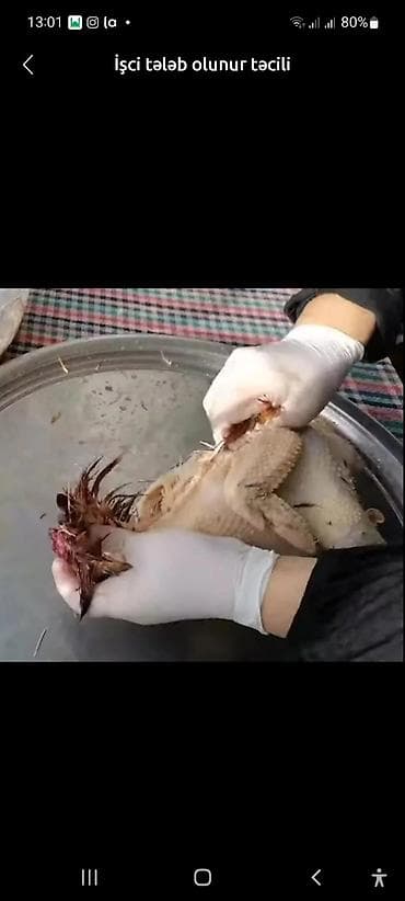 İşci lazımdı təcili. Kənd toyuqlarının əllə təmizlənməsi, bacaran