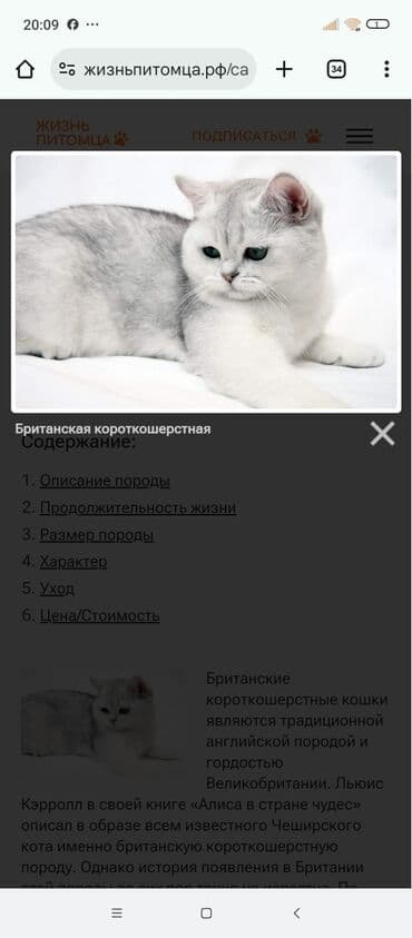 britan pişiyi: Britan — 1