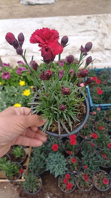 Qırmızı qərənfil (Dianthus) – saksıda - Parlaq qırmızı, qatlanaqlı