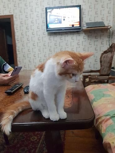 serbest qrafikli is elanlari 2019: Amerikan Shorthair, Dişi, Yaxşı əllərə, Ünvandan götürmə — 6