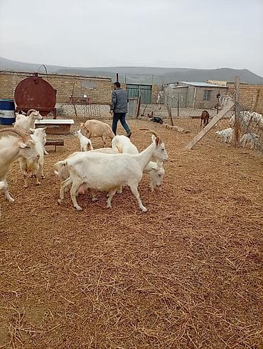 balaca qaz: Təsərrüfatdan müxtəlif yaşda və rəngdə keçilər satılır — 7