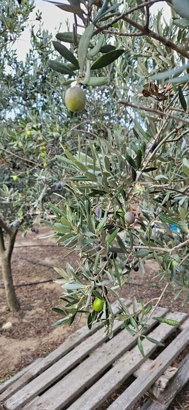 Məhsul: Təzə yığılmış zeytun Təsvir: - Öz bağımızdan dərilən
