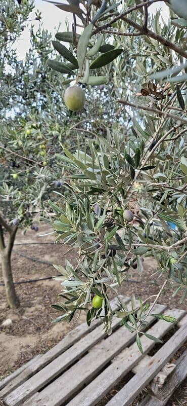 qara zeytun qiymeti: Məhsul: Təzə yığılmış zeytun Təsvir: - Öz bağımızdan dərilən — 1