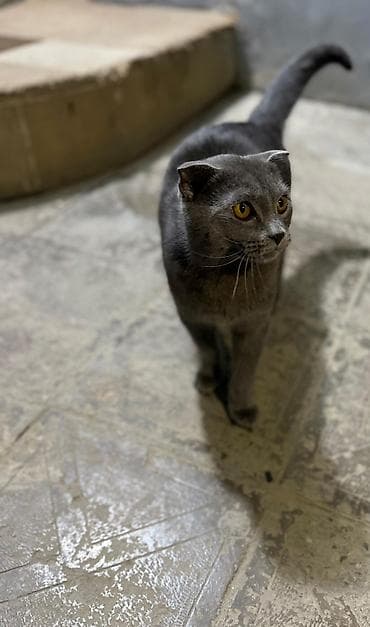 Şotland yastı qulaq, Yaxşı əllərə