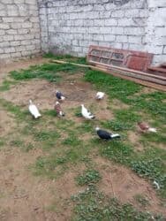 Gəmiricilər: Tutulma hoptum 7 dene qus satlir 3manat - Sayı: şəkillərdə bir neçə — 1