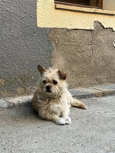 balaca it cinsi: Pekines, 2 il, Dişi — 4