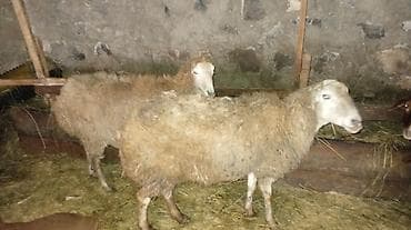 Кошки: Самка, лет: 4 — 1