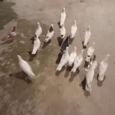 gence quşlar: Təcili satılır. Sağlam quşlardı. 1 quş 10 Azn. İstənilən rayona — 2