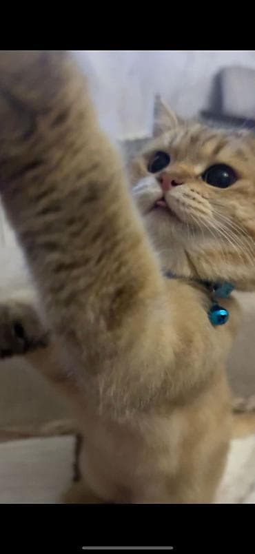 pisiy balalari: Britan — 2