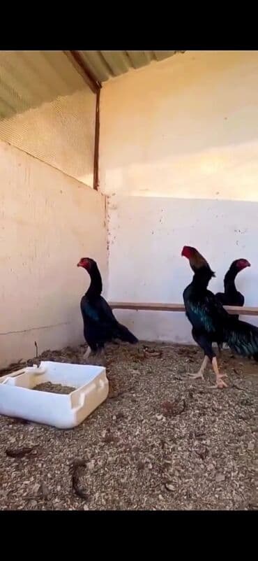 Ördəklər: Malay döyüş toyuqları – uzunboy, güclü bədən quruluşu və dik duruşlu — 7