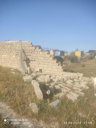 Tikinti — 1
