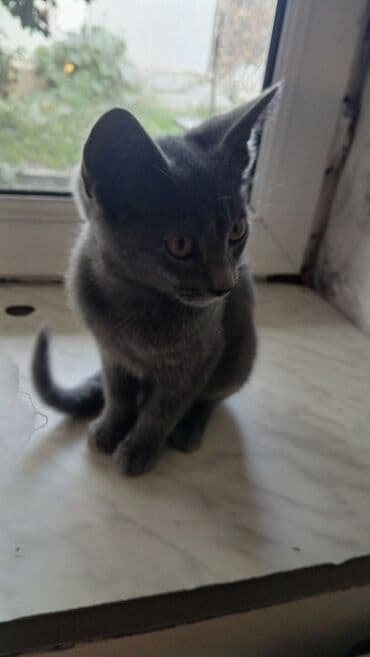 британская голубая кошка: Русская голубая, Самец, В добрые руки — 2