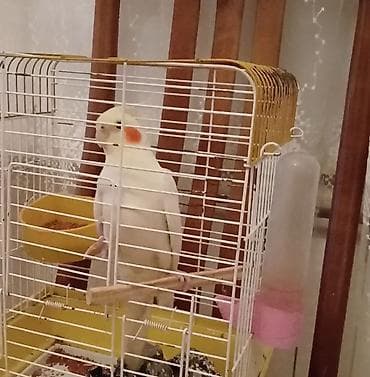 Cute hazlr disi korella satlır.Veyaxud eyni yasda sarlı rengde erkey