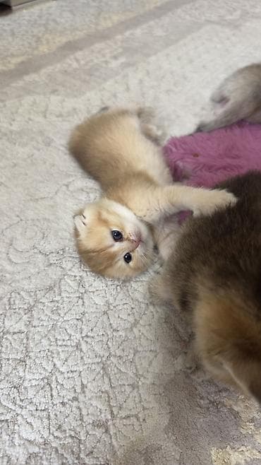 сколько стоят кошки: Британская, Самка, Для вязки, Бесплатная доставка — 8