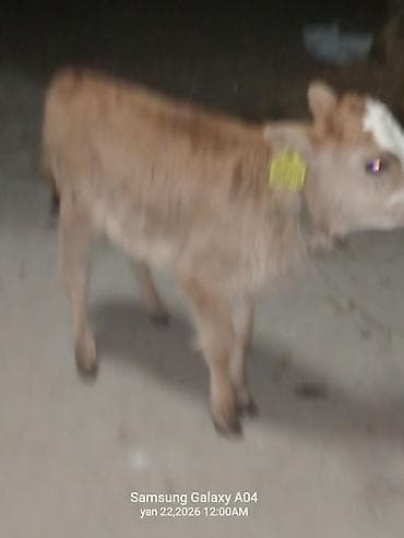 Proton: Südlük-damazlıq istiqamətə uyğun buzov - Cins: yerli südlük tip — 2