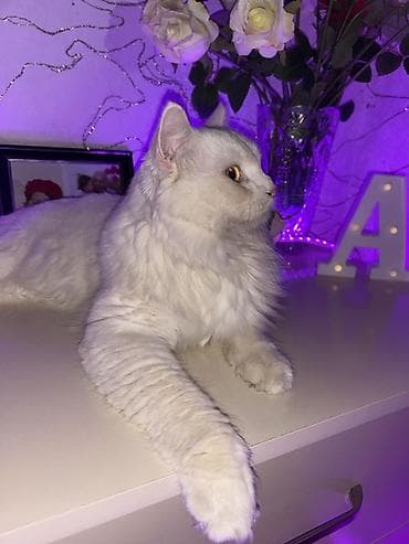 Pişiklər: Şinşilla, Erkək — 1