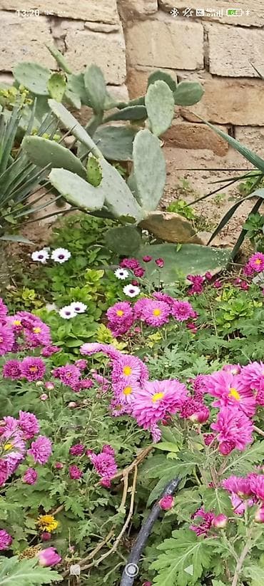 yaz fesline aid sekiller: Məhsul: Bağ və balkon üçün rəngarəng çiçəkli dekorativ bitkilər — 4