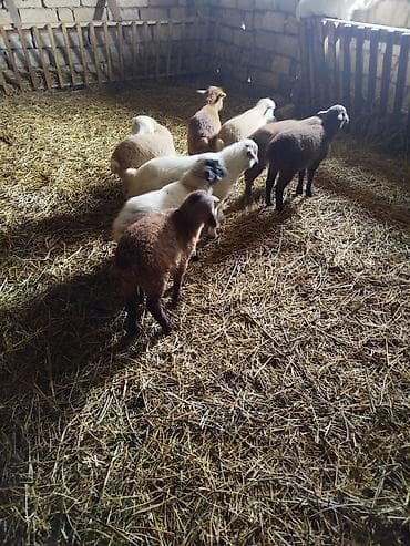 Qoyun-quzu sürüsü - Şəkillərdə müxtəlif rəngli (ağ, qəhvəyi, qara və — 1