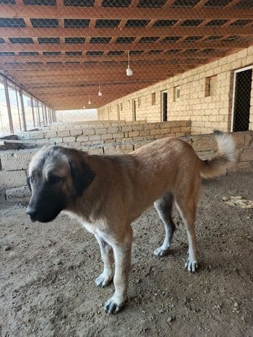 ən gozəl it adları: Kanqal, 1 ay, Dişi — 3