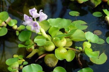 anadolu çoban iti: Эйхорния,водный гиацинт su sünbülü. akvariumlarınızda,su — 3