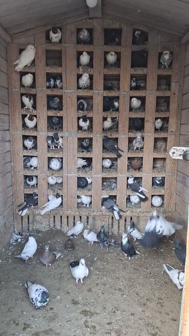 сколько стоит щенок акита ину: Her cür göyerçin var her qiymete — 2