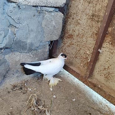 quş adları: Lələkli manax maya satılır qiymət 35 azn real alıcıya cuzi endirim — 2