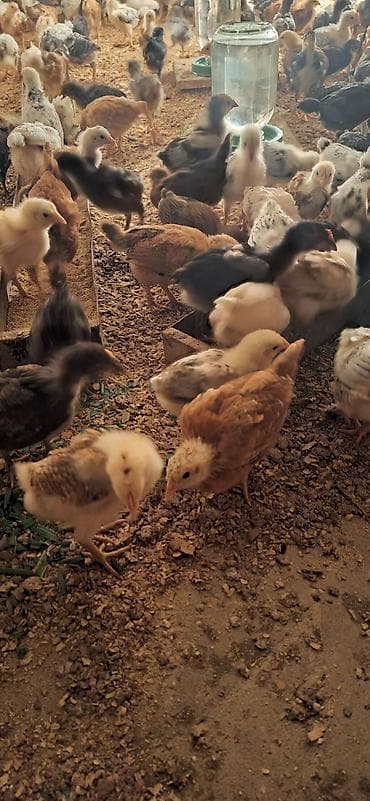 karella quş: Toyuq cücələri, Damazlıq — 3