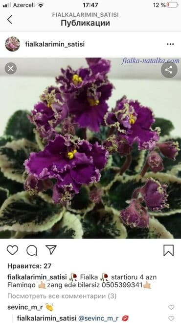 alp bənövşəsi: Fialka startiorlari 4 azn — 10