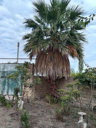 i̇sti pol: Mexikan fan xurması (Washingtonia robusta) – həyət və bağlar üçün iri — 6