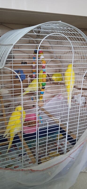 oskar balığı: Popuqay quşlari qəfəslə bir erdə satılır( bir anadır uç bala, qəfəs — 5