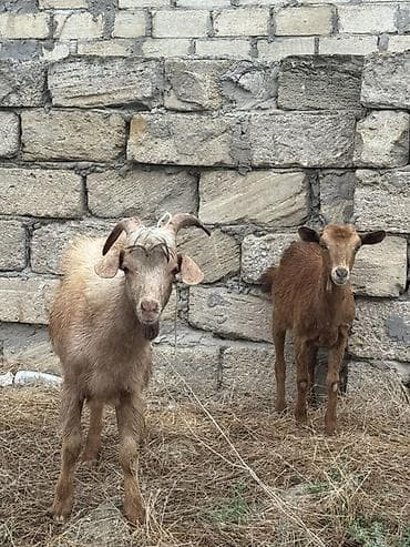 mal bazari: ❗️İkisidə 380 AZN-dir❗️ Keçinin biri erkək biri dişidir — 1