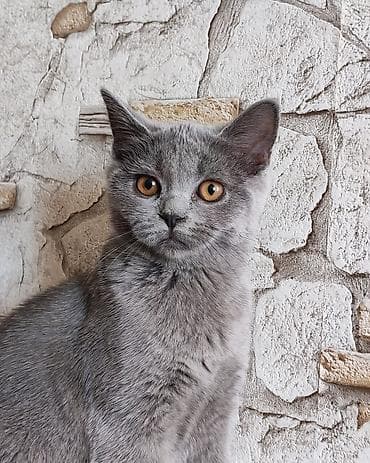 pisiklər: Britan — 4