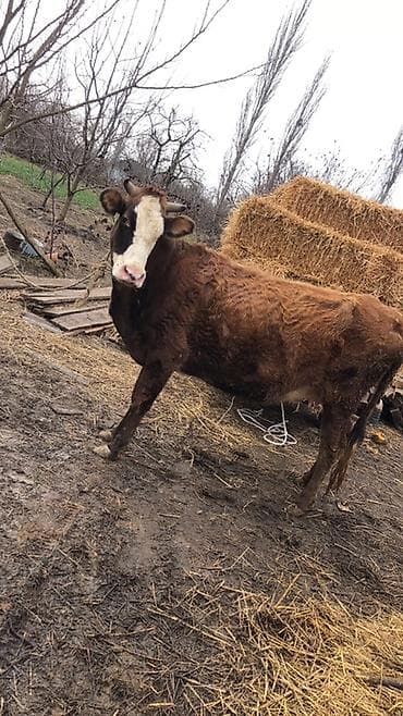 inək sağan: Dişi, il: 5, 3000 kq, Südlük, Ünvandan götürmə — 3