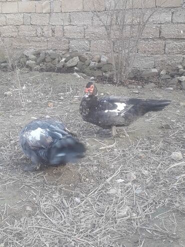 Bildirçin: Macar lavanda ordeyleri 3 eded xoruz ordeyin 1i 50 manat — 4