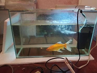 akva: Akvarium satılır 2 ədəd 1 metr, 2 ədəd 50 santım, 2 ədəd 40 santım — 3