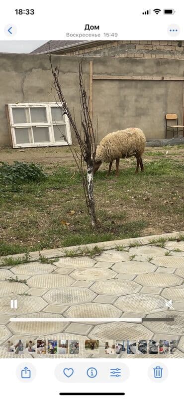 Gəmiricilər: Qoyun və quzu satılır 3 ədəd boğaz 4 ay yarımlıq 1 ana və 15 günlük — 2