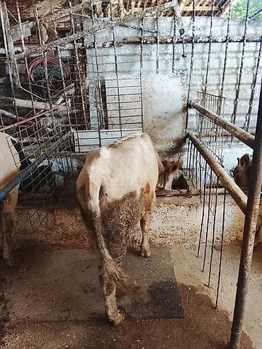 it satiwi: Satılır: 4bas erkek dana — 4