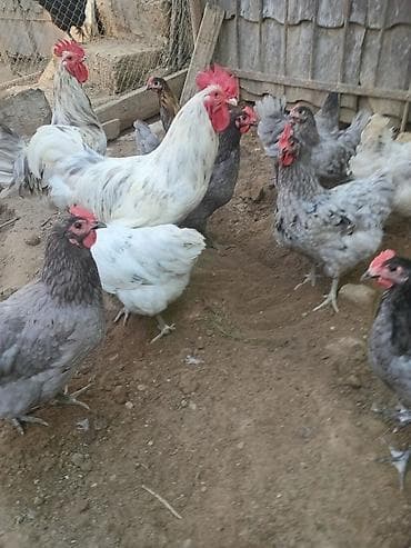 Toyuq, Yumurtalıq lalafo.az -da Toyuq, Yumurtalıq