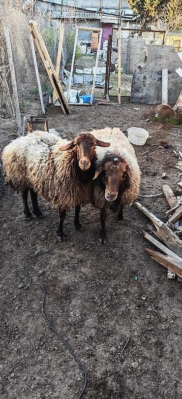 Qoyunlar – 2 baş - Yerli tip, quyruqlu (yağlı quyruq) qoyunlar -