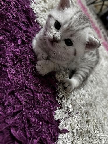 boz pişik adları: Şinşilla, Erkək, Dişi, Yaxşı əllərə, Pulsuz çatdırılma — 2