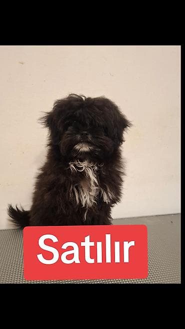 keci dişi: 5 aylıq maltipodu dişidi çox mehribandı istiyen elaqe saxlasın — 1