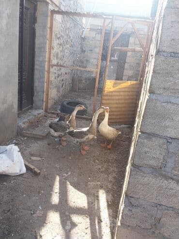 - qiymet 1 ne aitdi real alclar zeng vursun