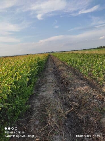 ucuz seyf qapilar: ​🌿 SAQİ TİNGÇİLİK: Bağınıza Həyat Verin! 🌿 ​Tərtər keyfiyyəti bütün — 8