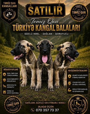 ag it: 2 ay, Peyvəndli, Pulsuz çatdırılma — 1
