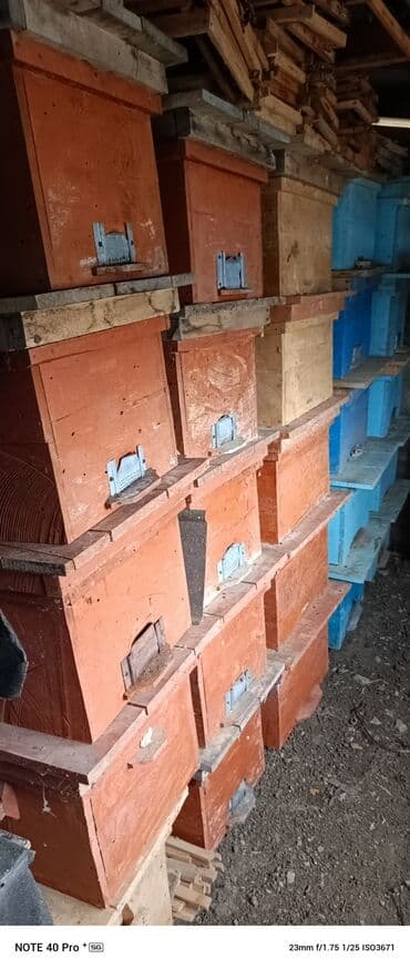 it adlari disi: Arı yeşikləri — 4